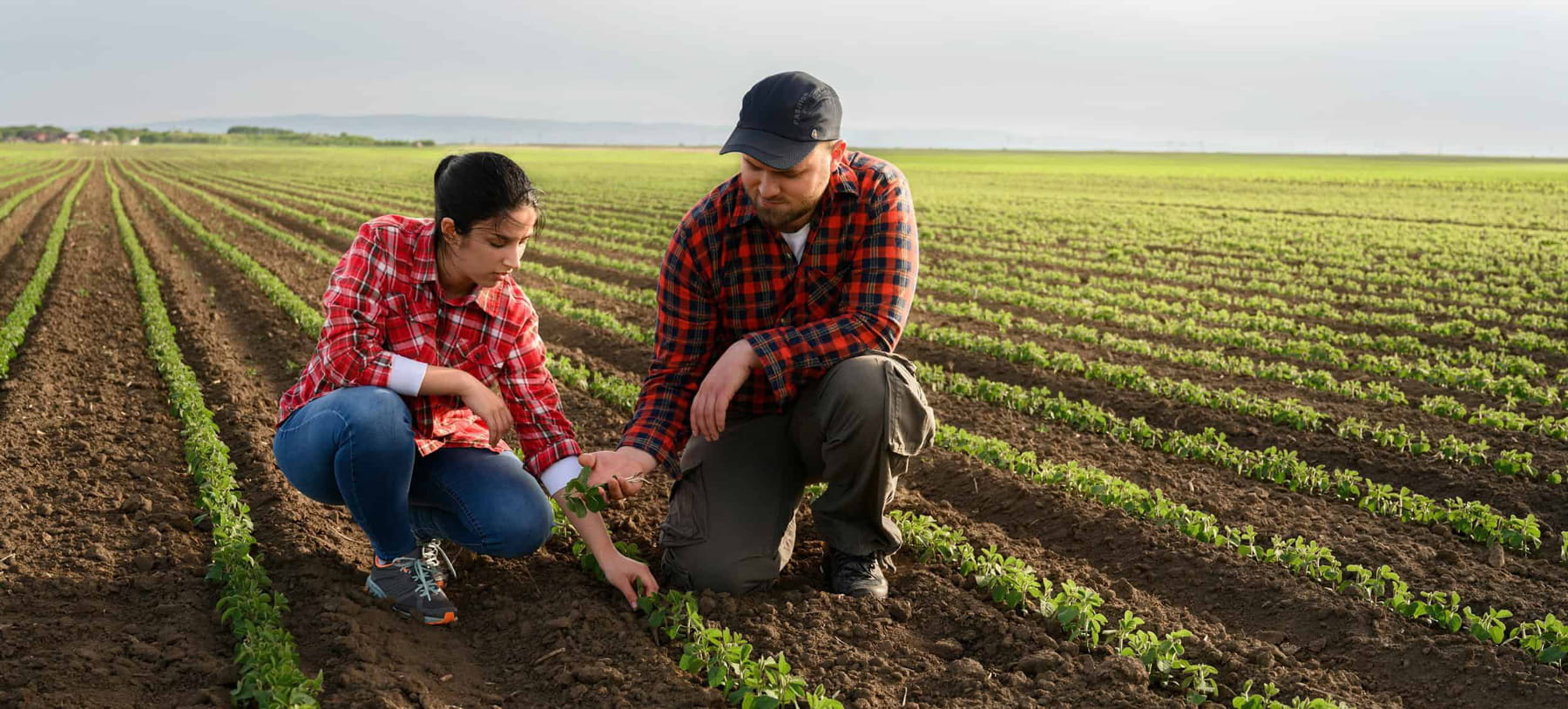 Two people in plaid shirts crouch in a field, examining young plants growing in neat rows. The sky is overcast, and the expansive farmland stretches into the distance.